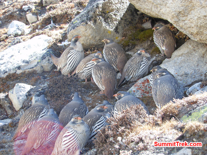 Mountain birds in Khumbu valley. Photo Tenji Sherpa