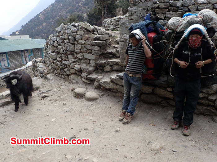 Baby Yak and Porters resting at Pangboche