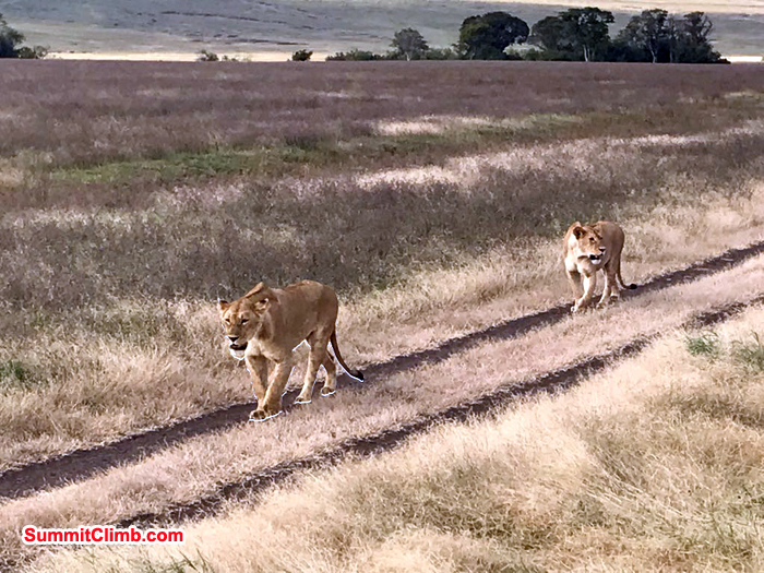 Lion seen during our safari