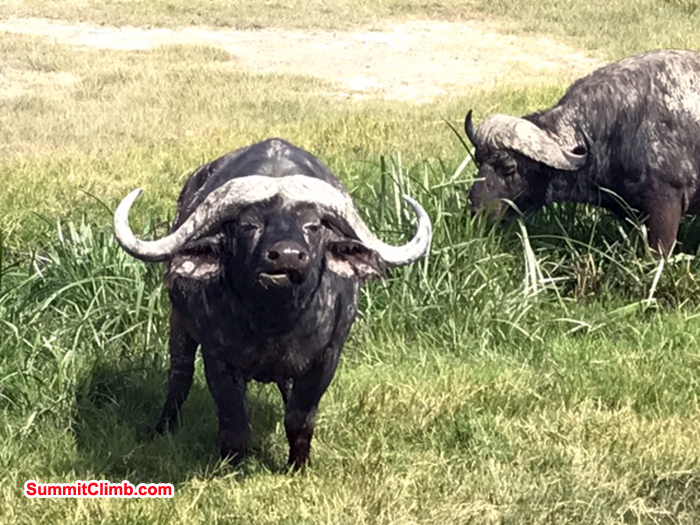 Water buffalo at jungle safari