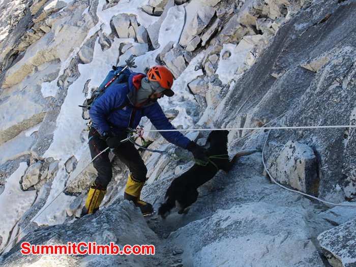 team member with dog