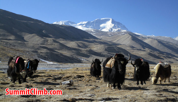 cho oyu news at abc