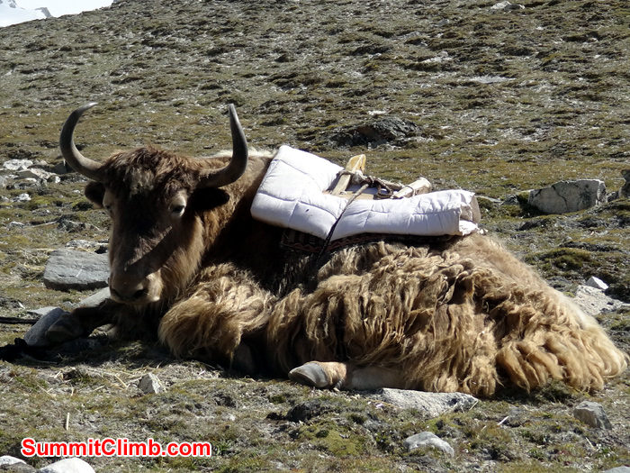 yaks