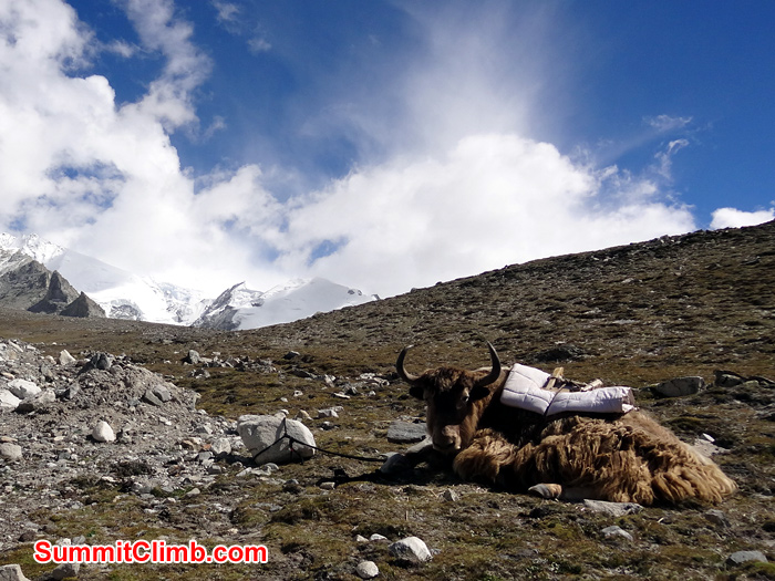 yaks tight with rope