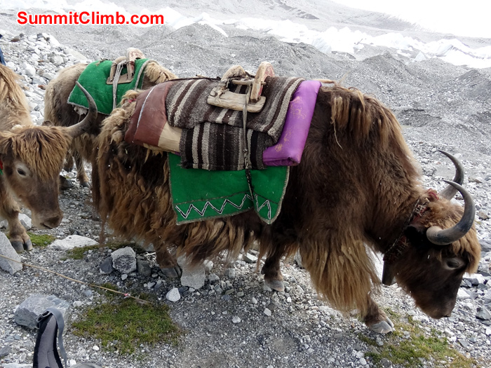 yaks walking