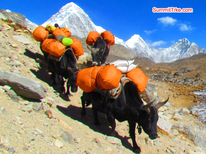 Jokiyos are using for carrying load. Photo Aless and Luke.