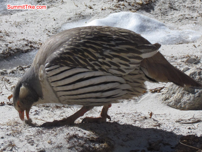 Mountain Bird. Photo Aless and Luke