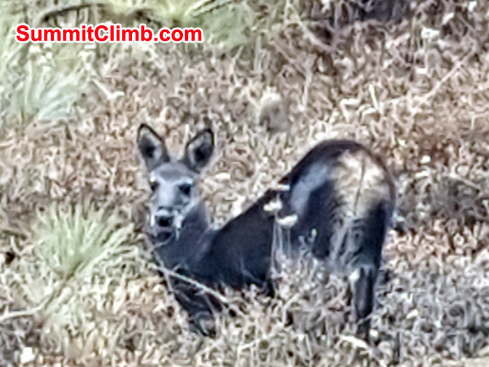 Musk deer near Diboche hill. Photo Pedro Llanos