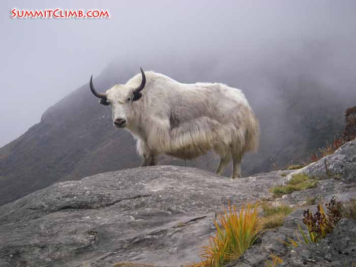 Yak, Amadablam