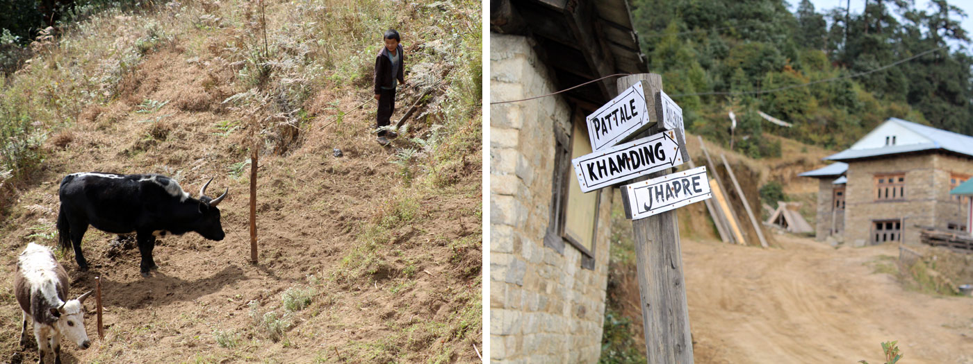 Animal for farming Direction note at village