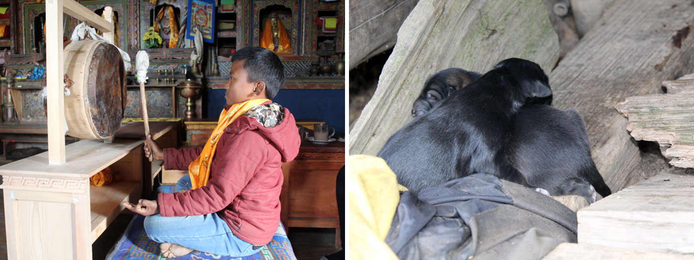 Praying at monasty Puppies