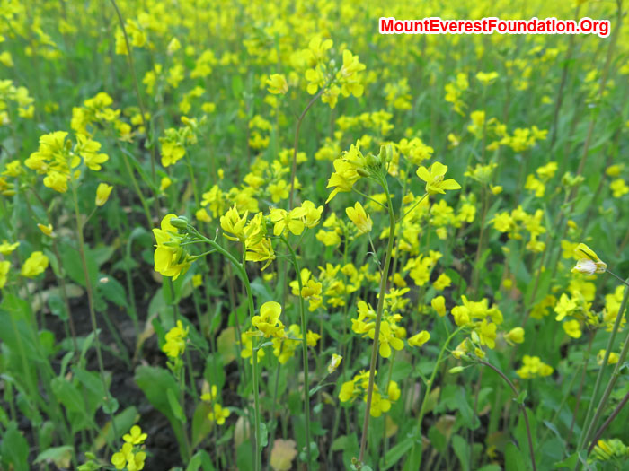 Soyabean Flower. Photo Daniela Milea