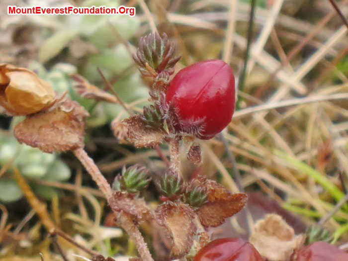 Fruit. Photo Jeremy Smith